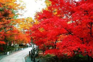 香山紅葉圖片