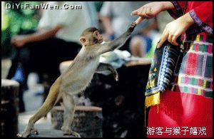 南灣猴島圖片