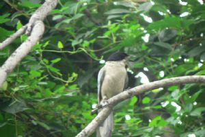 北京動物園組圖（3）圖片