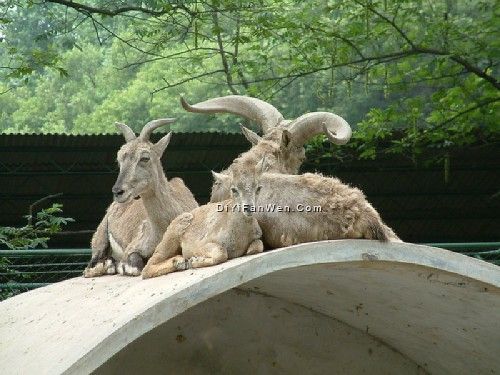 上海動物園圖片