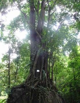 西雙版納原始森林公園圖片