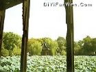 蓮花莊