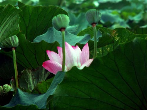玄武湖公園圖片