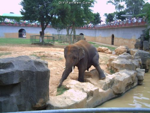 西郊動物園圖片