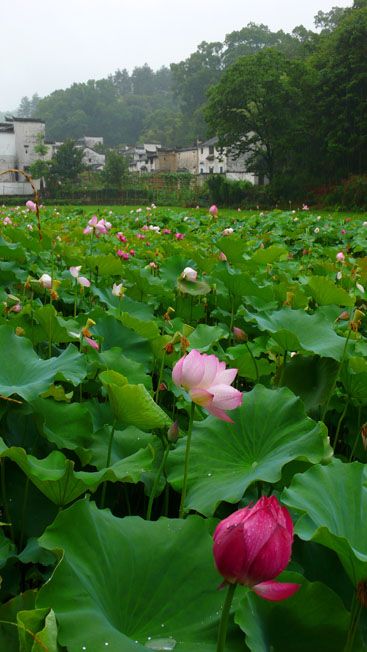 雨中徽州印象圖片