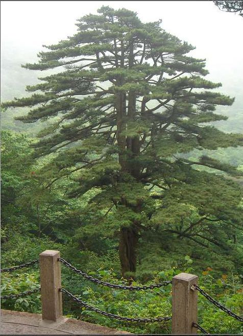 黃山奇松圖片