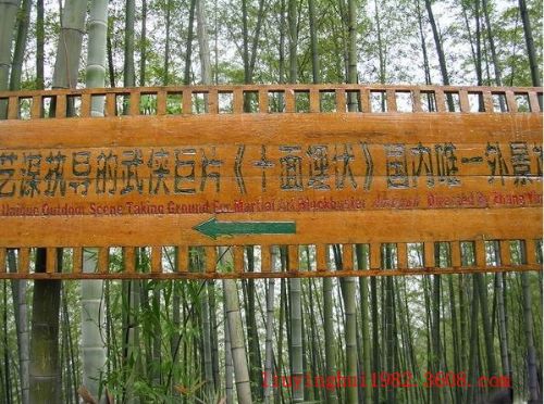 茶山竹海圖片