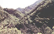 松山森林旅遊區圖片