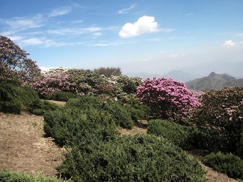 四川龍肘山圖片