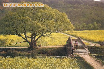 洞庭西山植里古村圖片