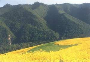 神話般的綠色山谷—吐魯溝圖片