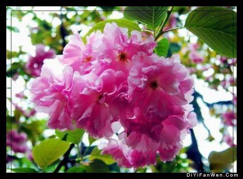 上海長風公園圖片