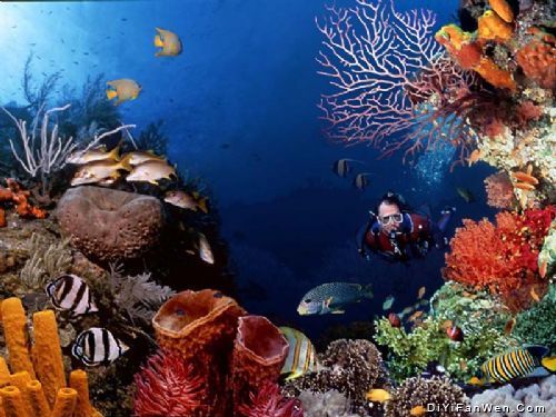 海洋水族館圖片