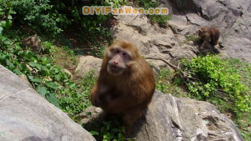 黃山猴谷圖片