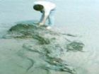 深滬灣海底森林