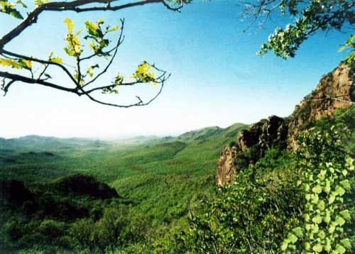 大青溝國家級自然保護區圖片