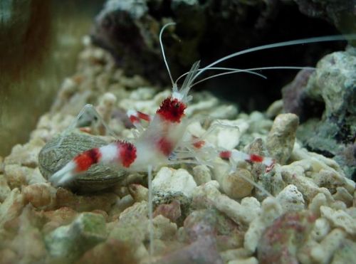 熱帶海洋世界圖片