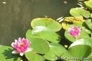 留園圖片