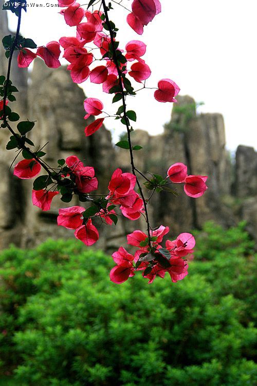 洛帶古鎮圖片