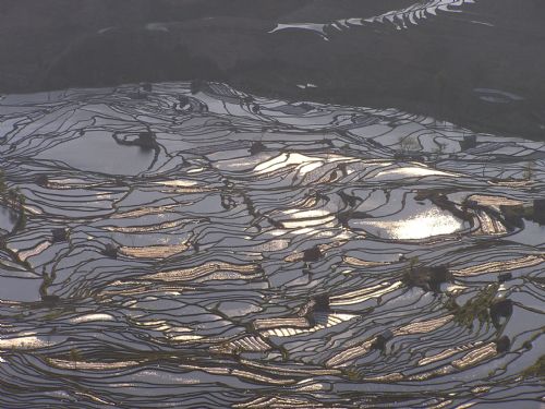 雲南元陽梯田圖片