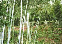 竹仙洞圖片