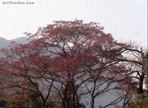 廣東從化石門紅葉美景圖片