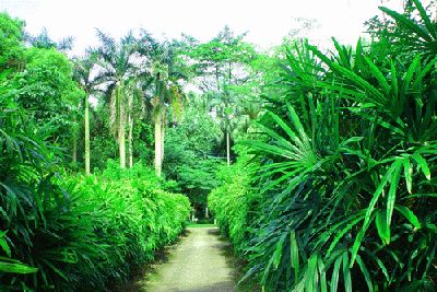廣西藥用植物園圖片
