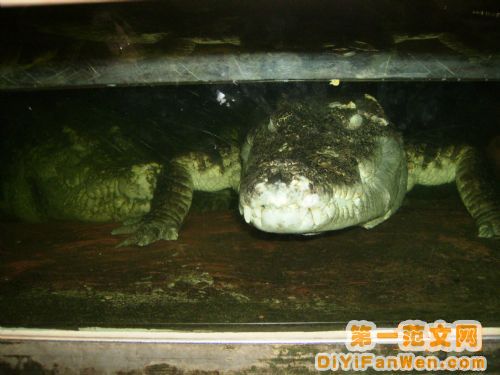 莫斯科動物園圖片