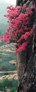 九仙山圖片