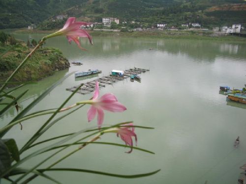 芙蓉鎮圖片