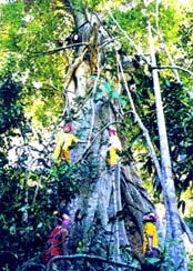 西雙版納綠石林森林公園圖片