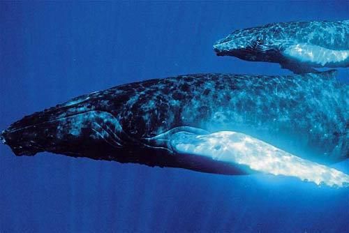 駝背鯨圖片