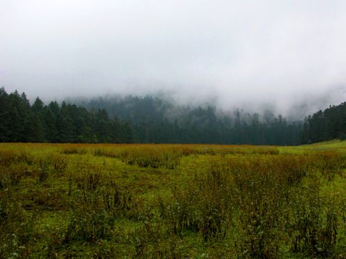 雲南雲杉坪圖片