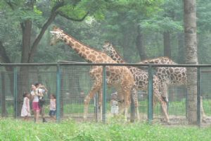 北京動物園組圖（4）圖片