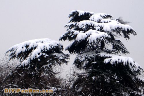 南京連日雪紛紛圖片