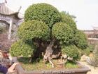 天香園