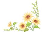 黑板報花邊：菊花花邊