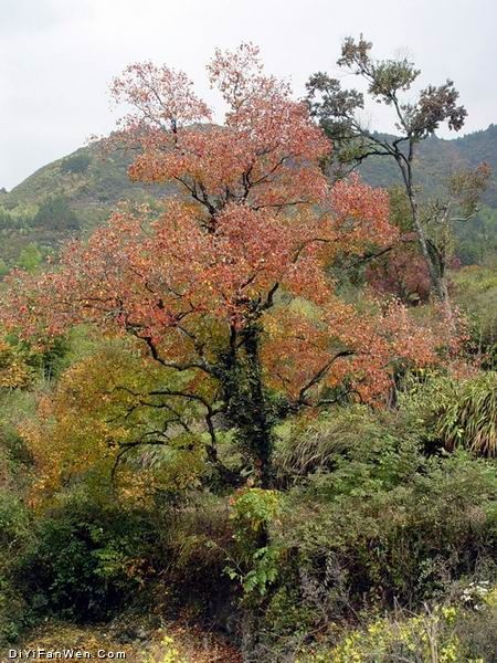 安徽迷人的塔川秋景圖片