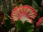 武漢中國科學院武漢植物園
