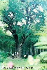濮塘風景區圖片