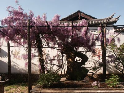 束河古鎮圖片