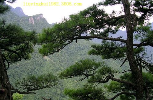安徽清涼峰自然保護區圖片