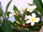 興隆熱帶植物園