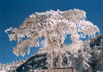 轎子雪山圖片