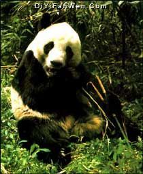大熊貓自然保護區圖片