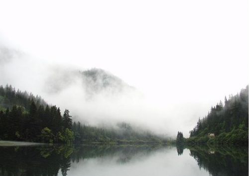 四川箭竹海圖片