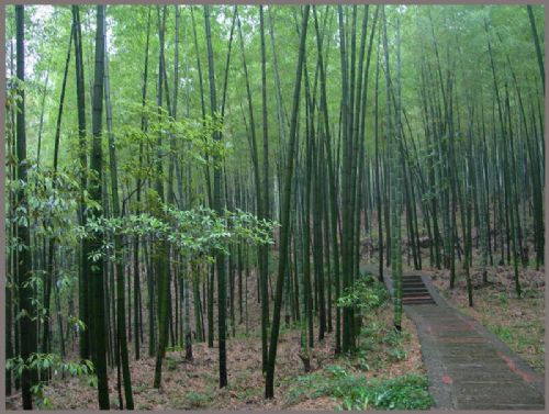 蜀南竹海圖片
