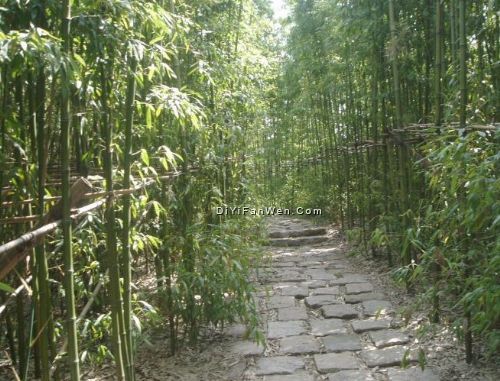 共青森林公園圖片
