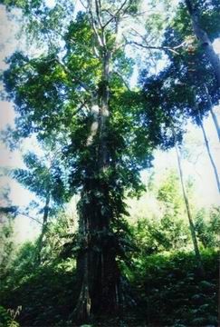 西雙版納原始森林公園圖片