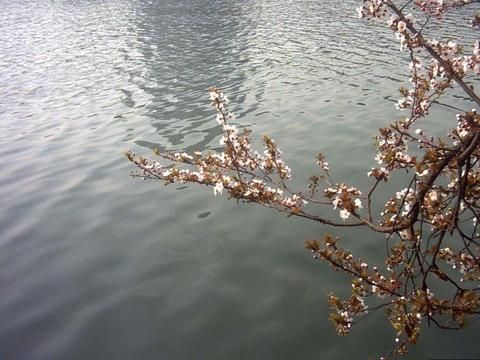 包河秀色圖片